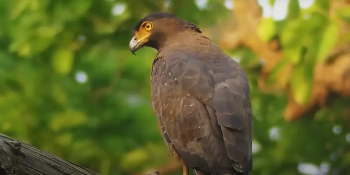 File:Lesser spotted eagle (Clanga pomarina) with white V on rump.jpg