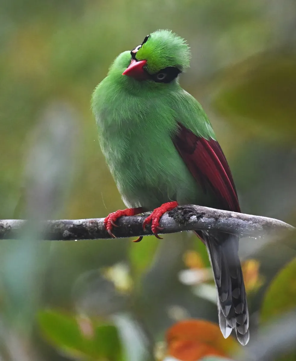 File:Cissa jefferyi 453279949.jpg