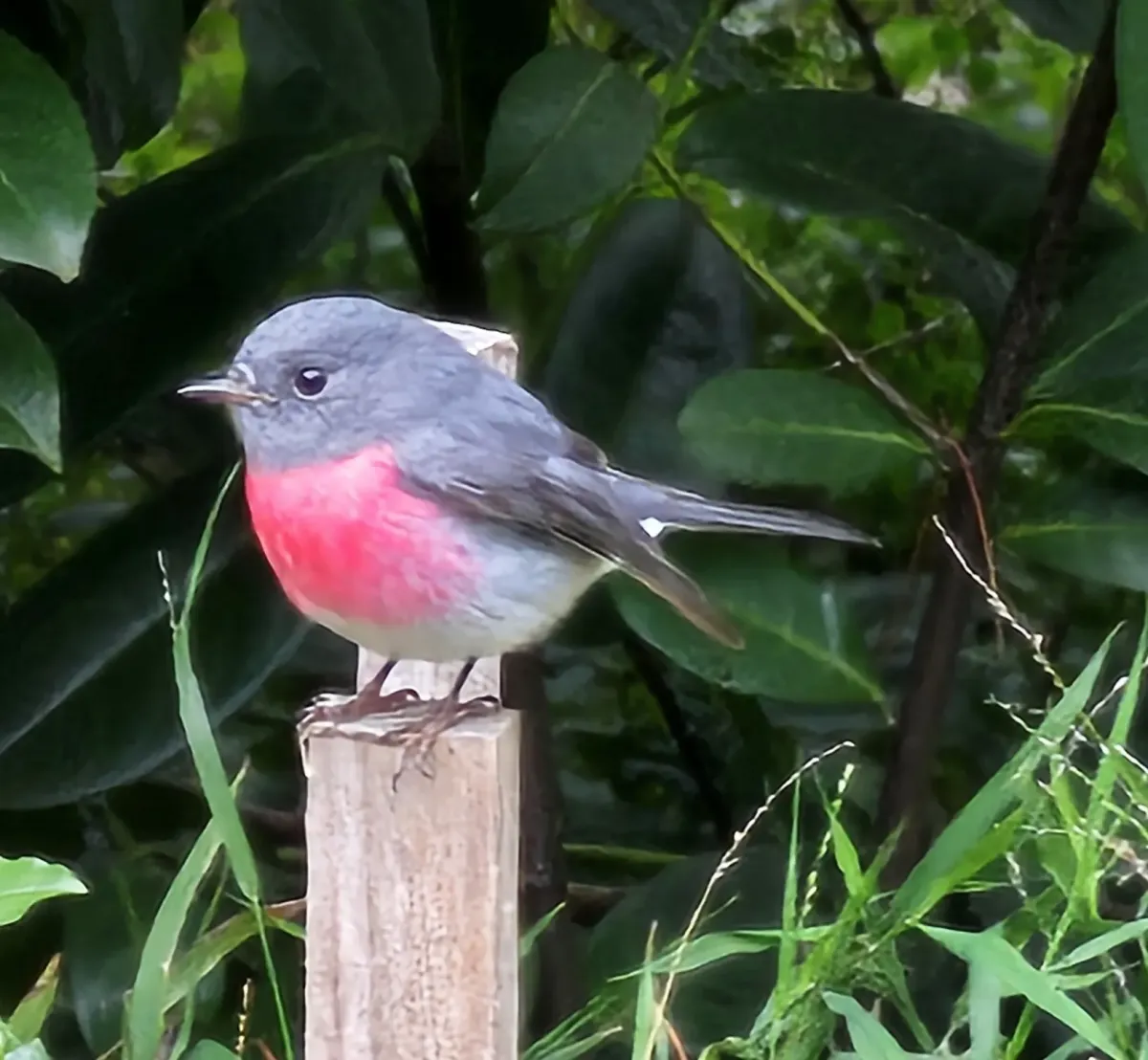 File:Petroica rosea 516410554.jpg