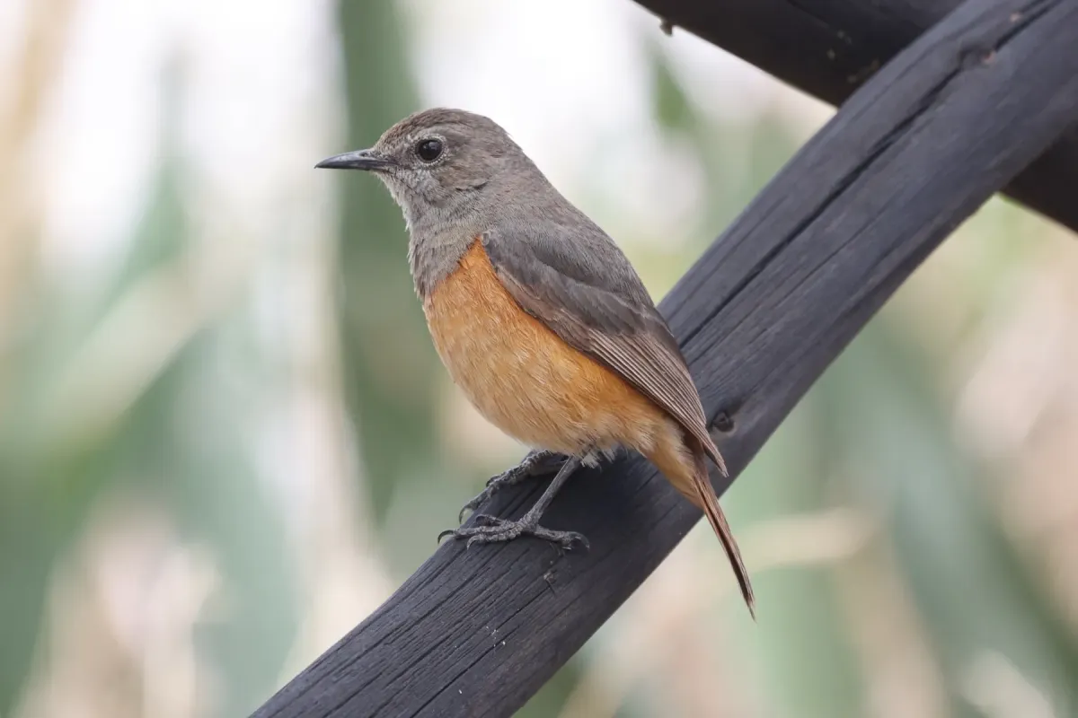 File:Monticola rufocinereus 442107238.jpg