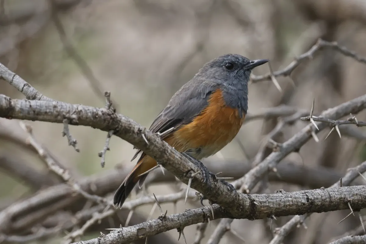 File:Monticola rufocinereus 556032233.jpg