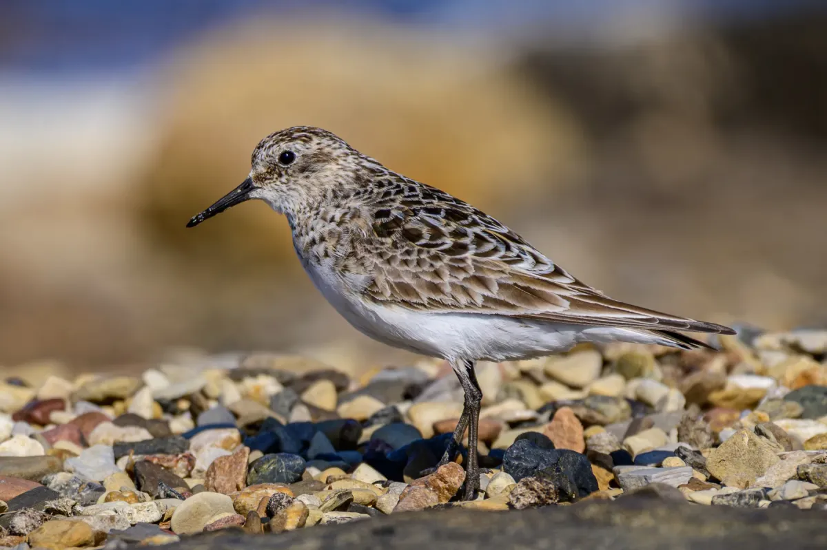 File:Baird's sandpiper (Calidris bairdii) 01.jpg