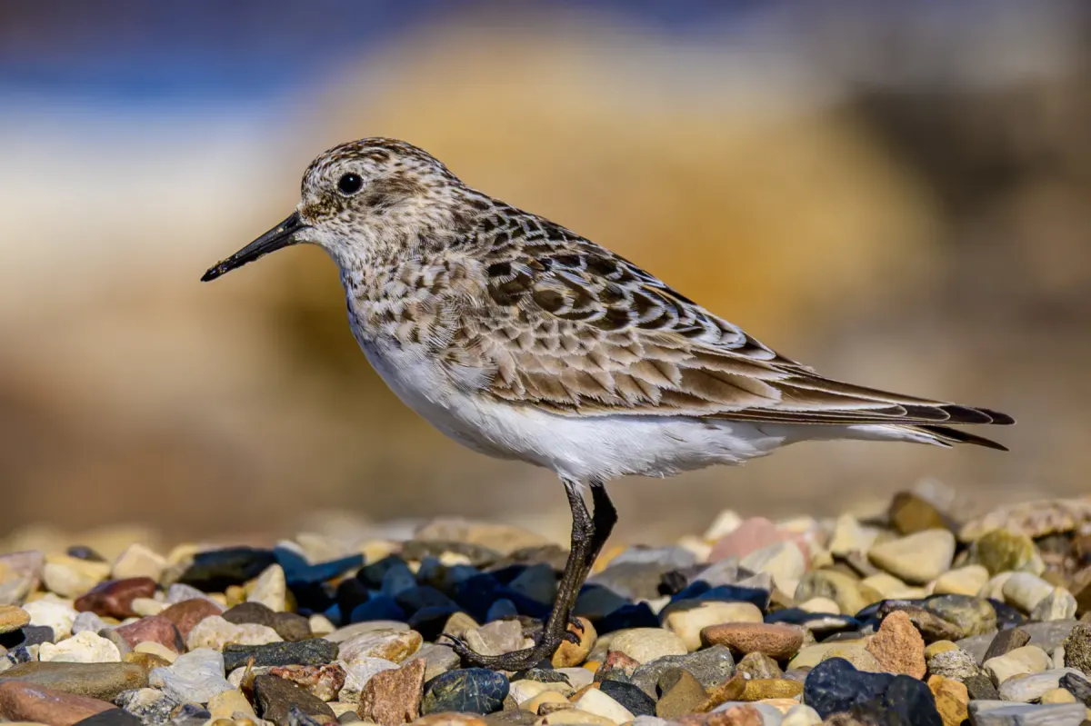 File:Baird's sandpiper (Calidris bairdii) 02.jpg