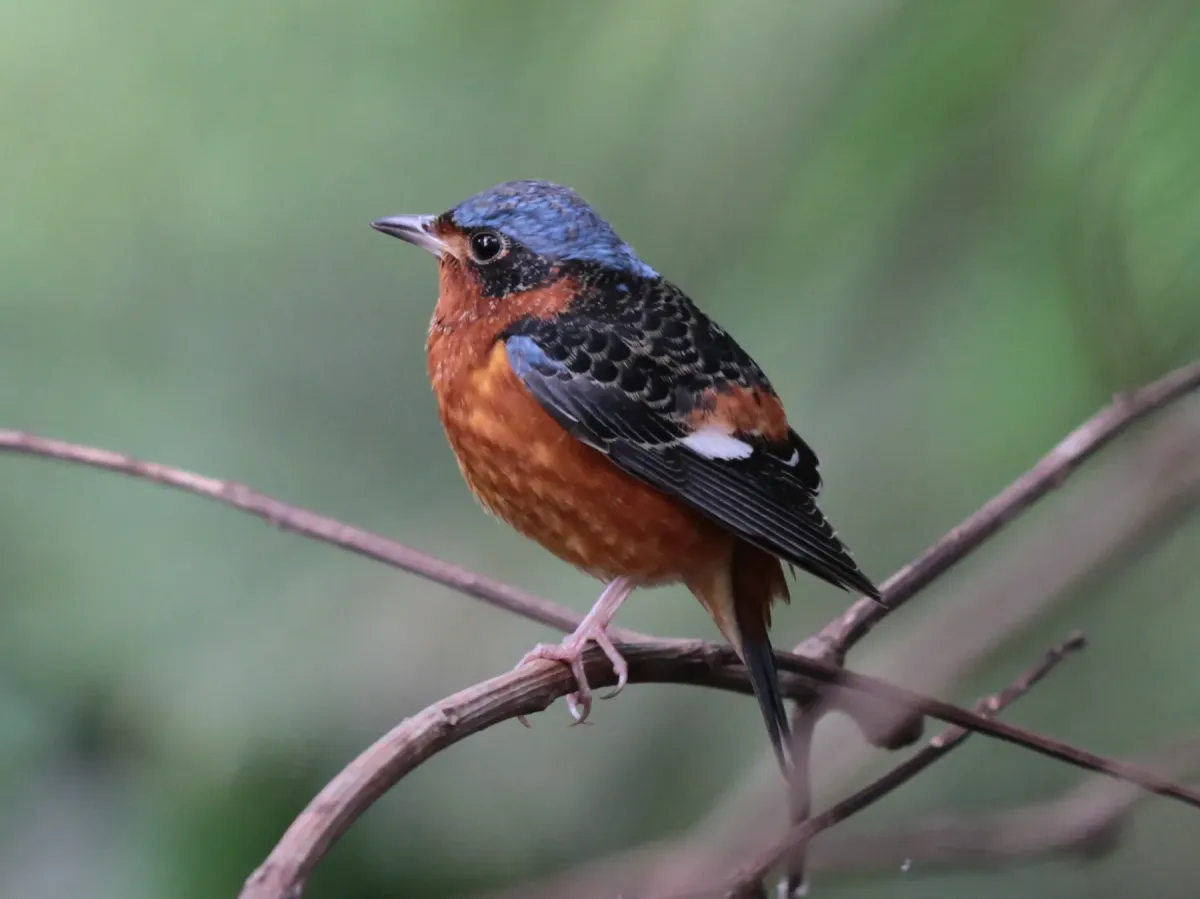 File:Monticola gularis 546229592.jpg