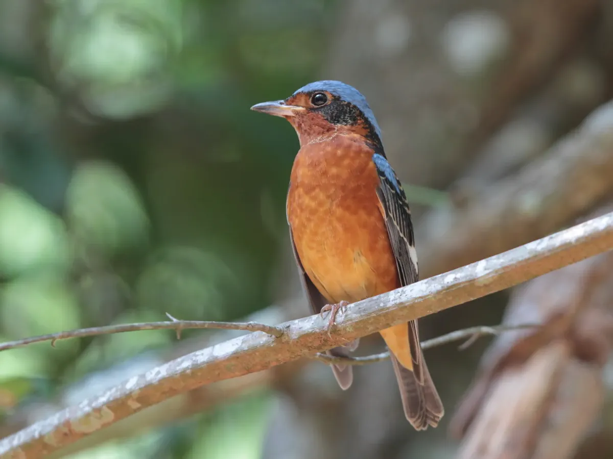 File:Monticola gularis 546229576.jpg