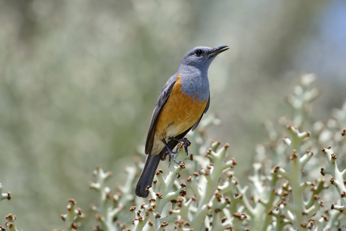 File:Monticola imerina 453722476.jpg