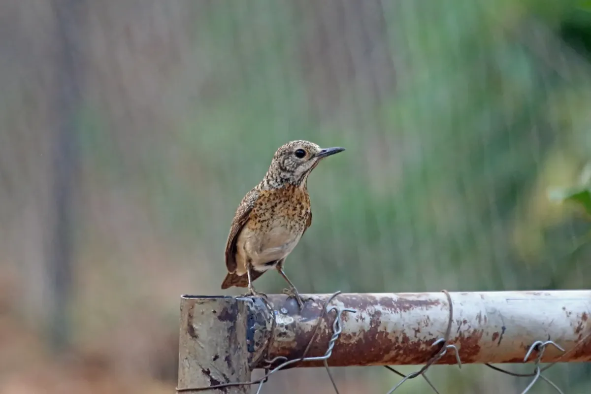 File:Monticola angolensis 1501535.jpg