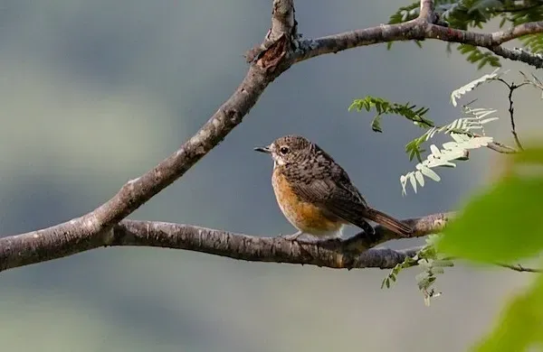 File:Monticola angolensis 15607308.jpg