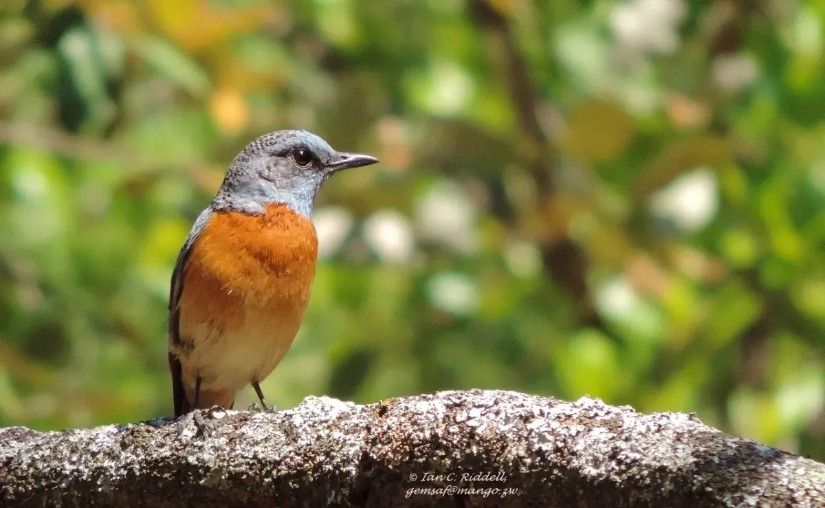 File:Monticola angolensis 26087378.jpg