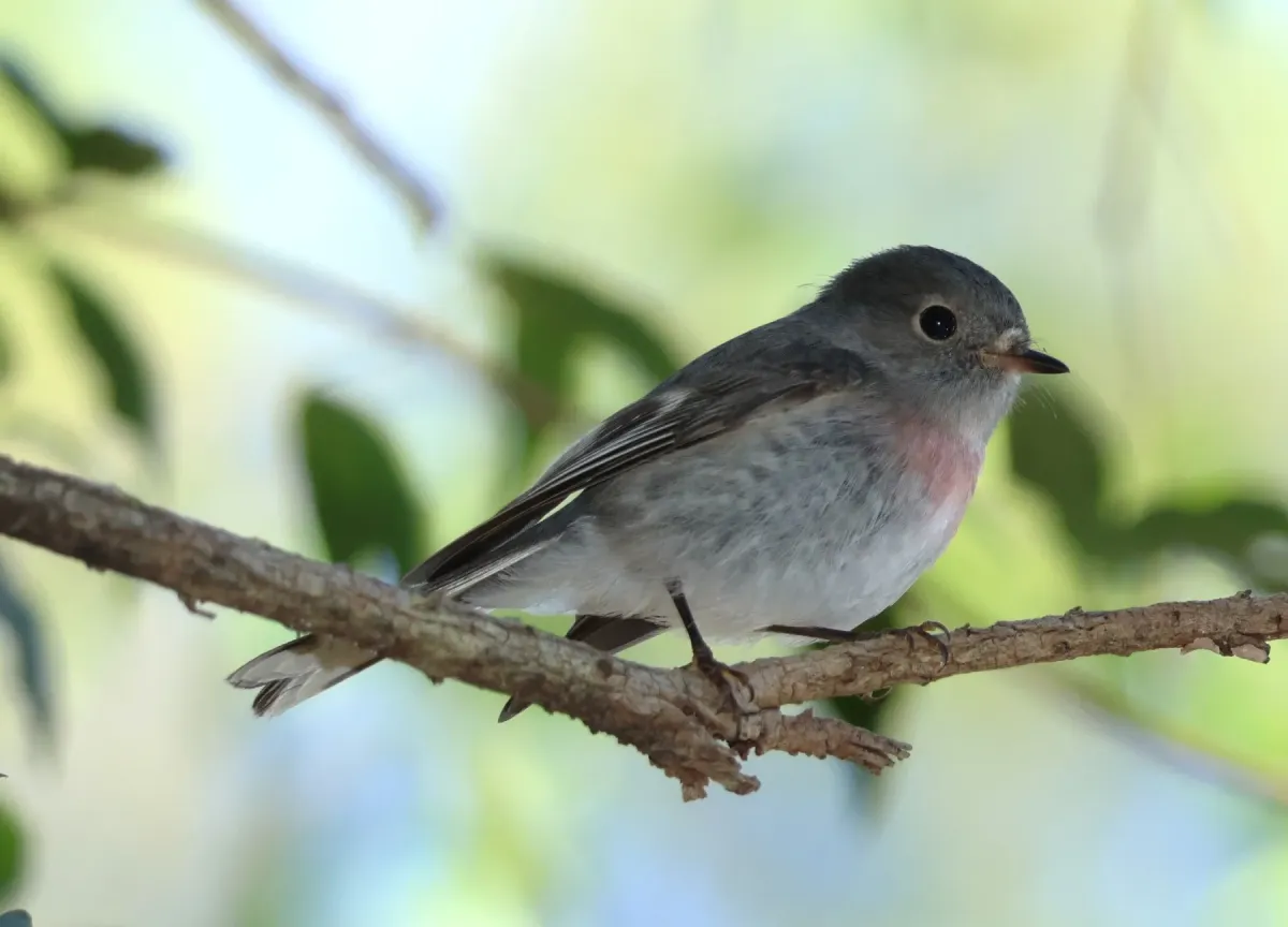 File:Petroica rosea - Greg Tasney - 531123049.jpeg