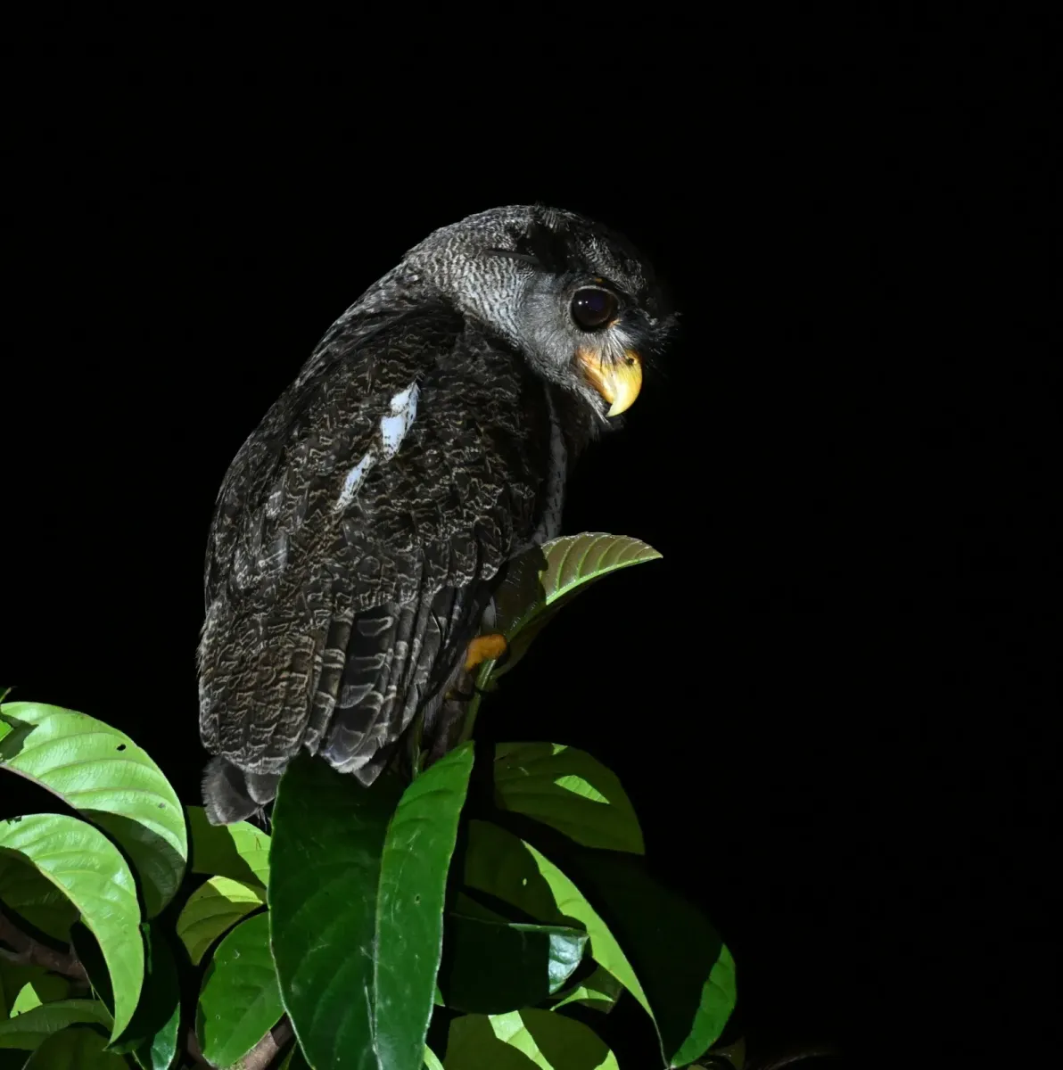 File:Ketupa sumatrana - Chrissy McClarren and Andy Reago - 454600800.jpeg