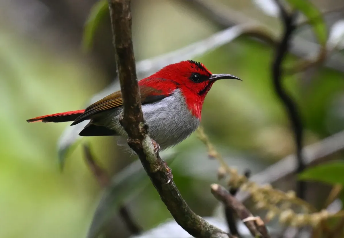 File:Aethopyga temminckii - Chrissy McClarren and Andy Reago - 453624287.jpeg