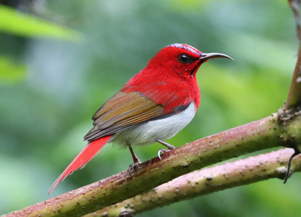 File:Aethopyga temminckii - Seth Wollney - 339650634.jpeg