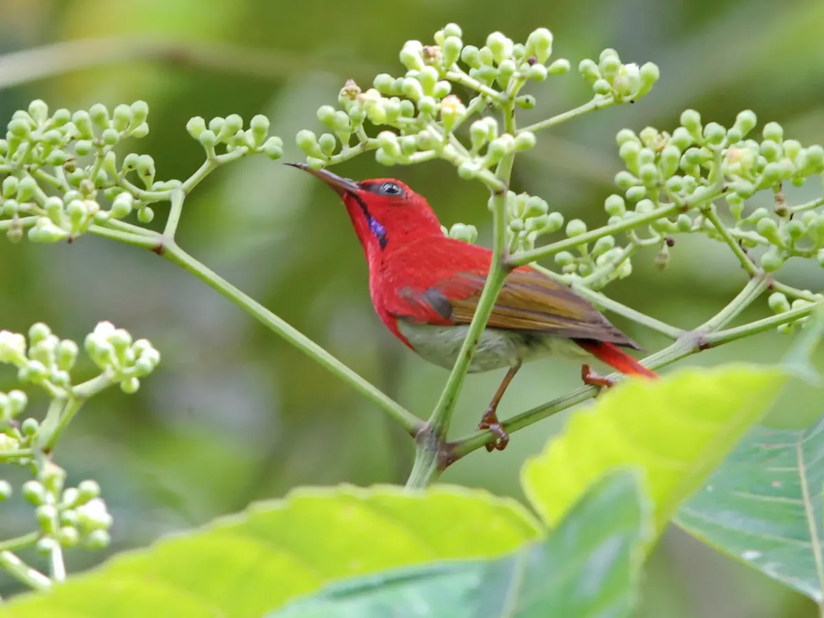 File:Aethopyga temminckii - Ian Dugdale - 547324274.jpeg