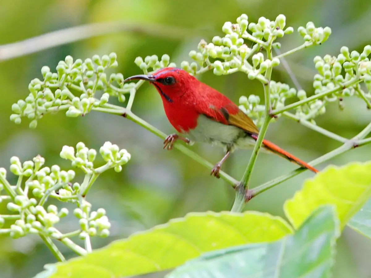 File:Aethopyga temminckii - Ian Dugdale - 547324277.jpeg