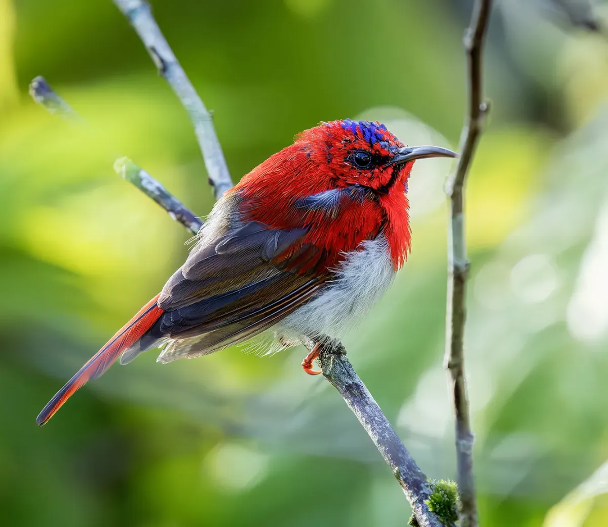 File:Aethopyga temminckii - James Hunt - 564017903 (cropped).jpeg