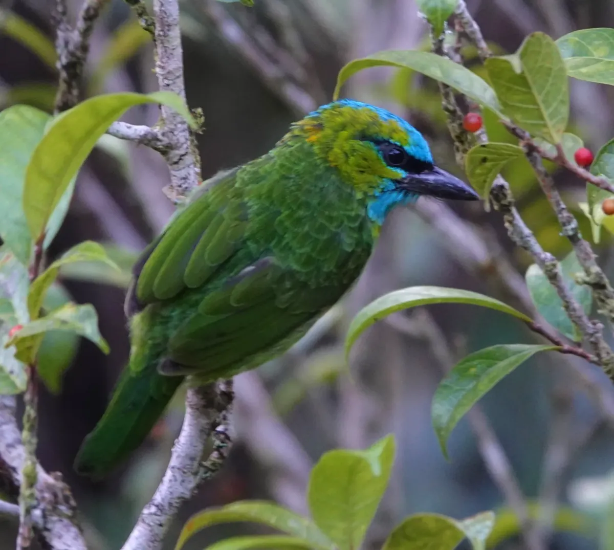 File:Psilopogon pulcherrimus - desertnaturalist - 226269119.jpeg