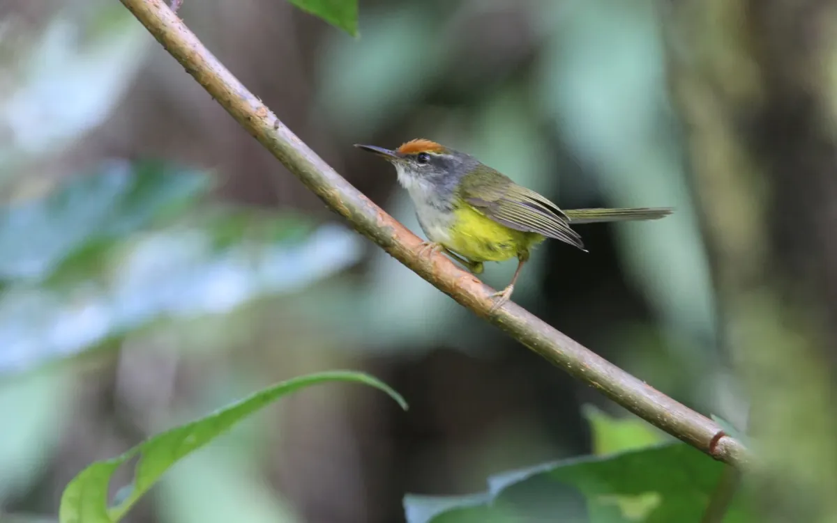 File:Phyllergates cucullatus - Christoph Moning - 103355912.jpeg