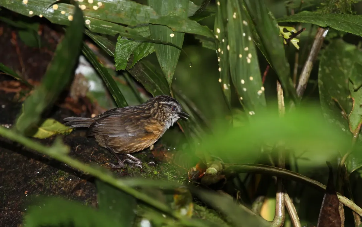 File:Gypsophila crassa - Christoph Moning - 102416594.jpeg