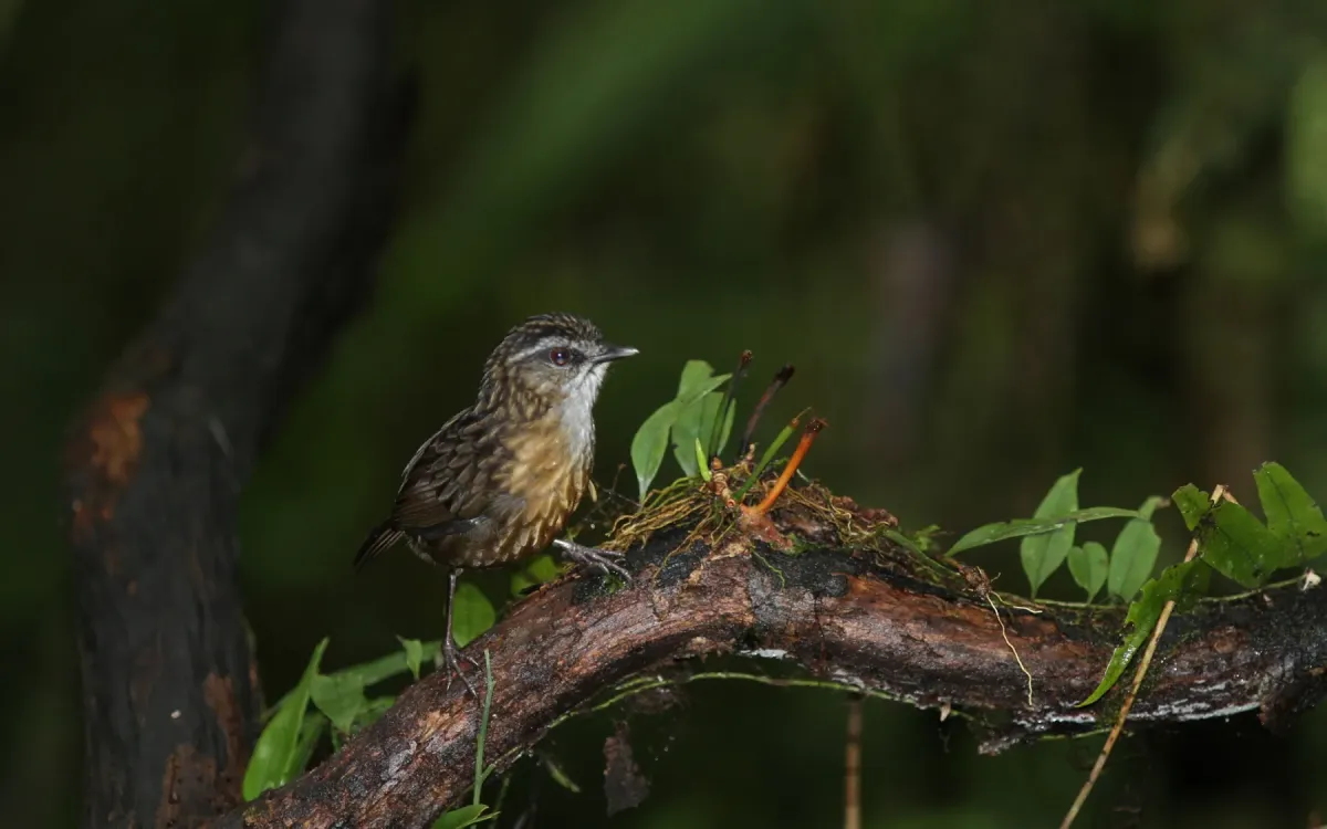 File:Gypsophila crassa - Christoph Moning - 102416654.jpeg