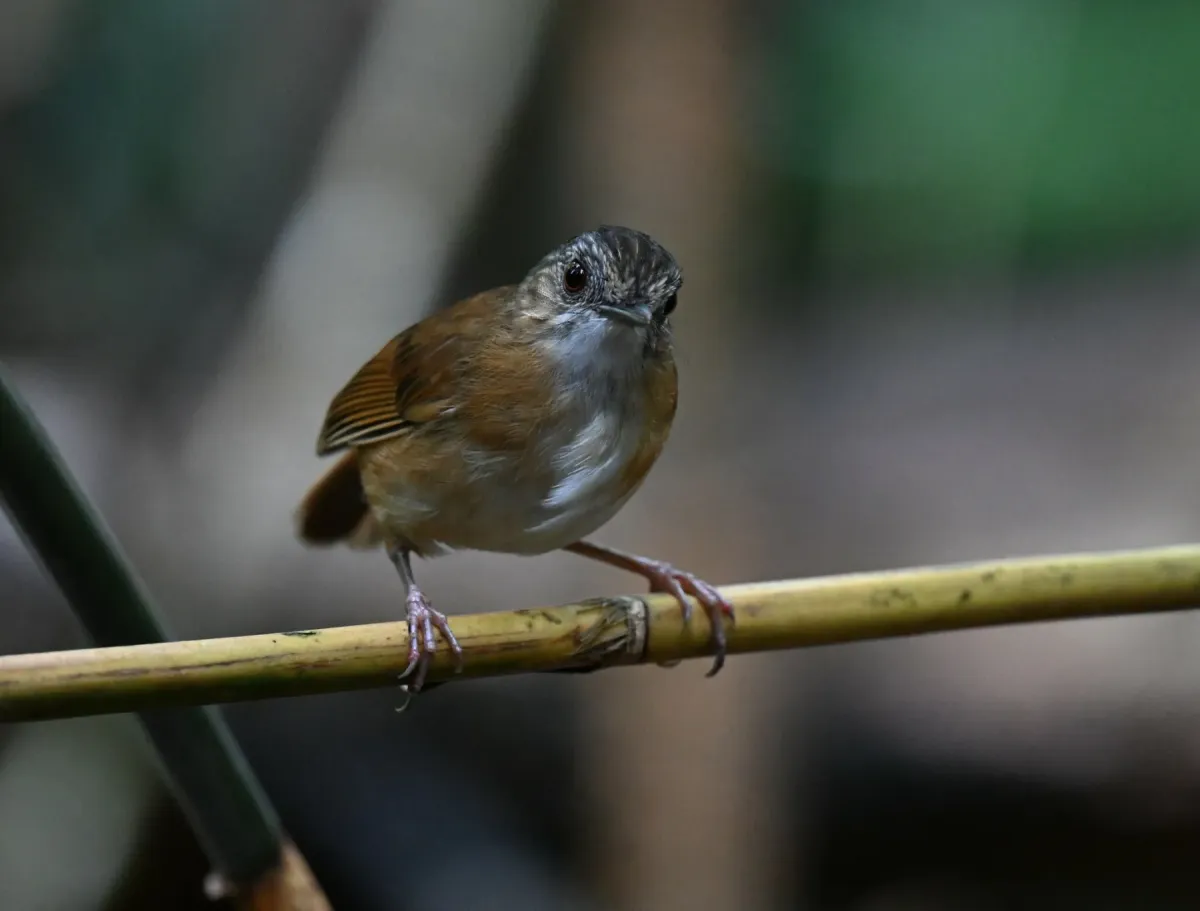 File:Pellorneum pyrrogenys - Chrissy McClarren and Andy Reago - 451951212.jpeg