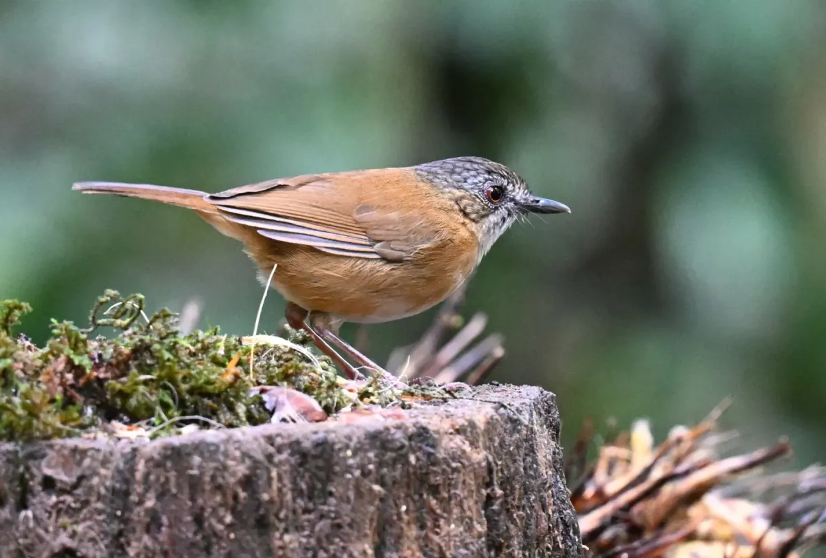 File:Pellorneum pyrrogenys - Chrissy McClarren and Andy Reago - 451879900.jpeg