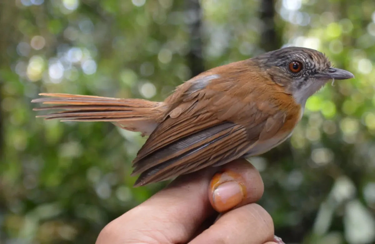 File:Pellorneum pyrrogenys - Subir B. Shakya - 241415854.jpeg