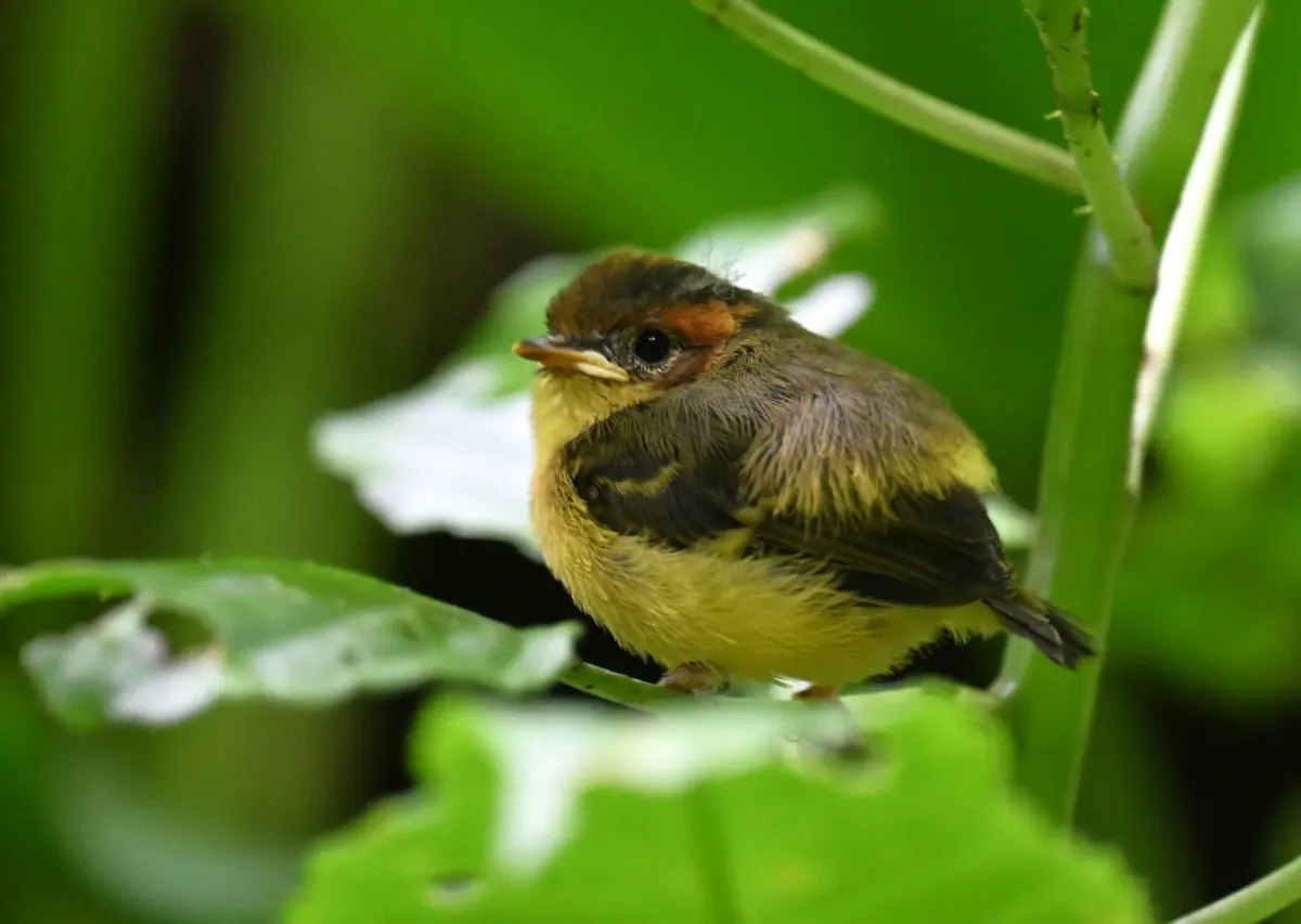 File:Phylloscopus montis - Chrissy McClarren and Andy Reago - 451948717.jpeg