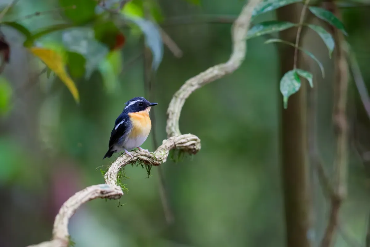 File:Ficedula dumetoria - stevefirth - 578052123.jpeg