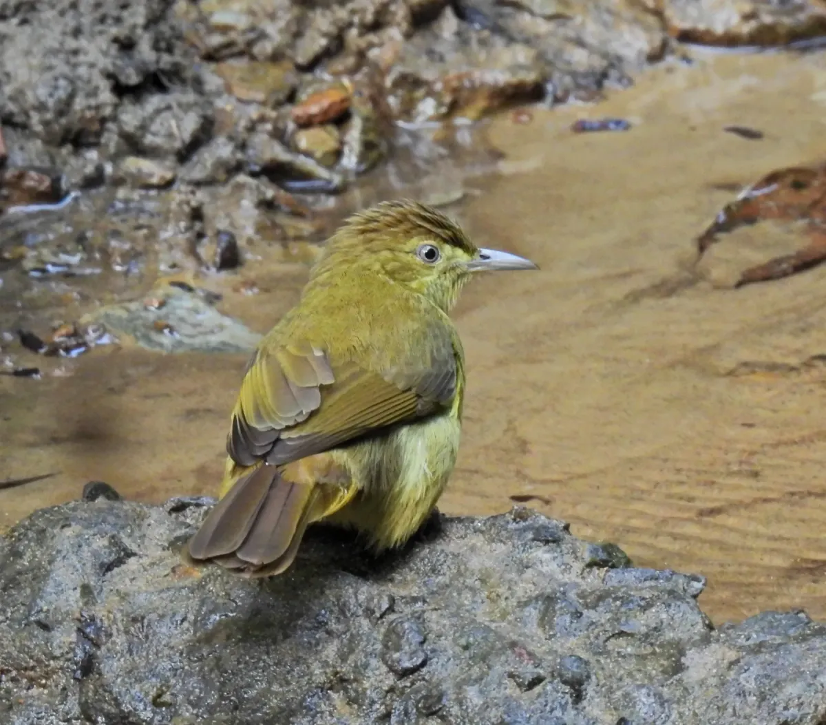 File:Iole cacharensis - Rejoice Gassah - 533812717.jpeg