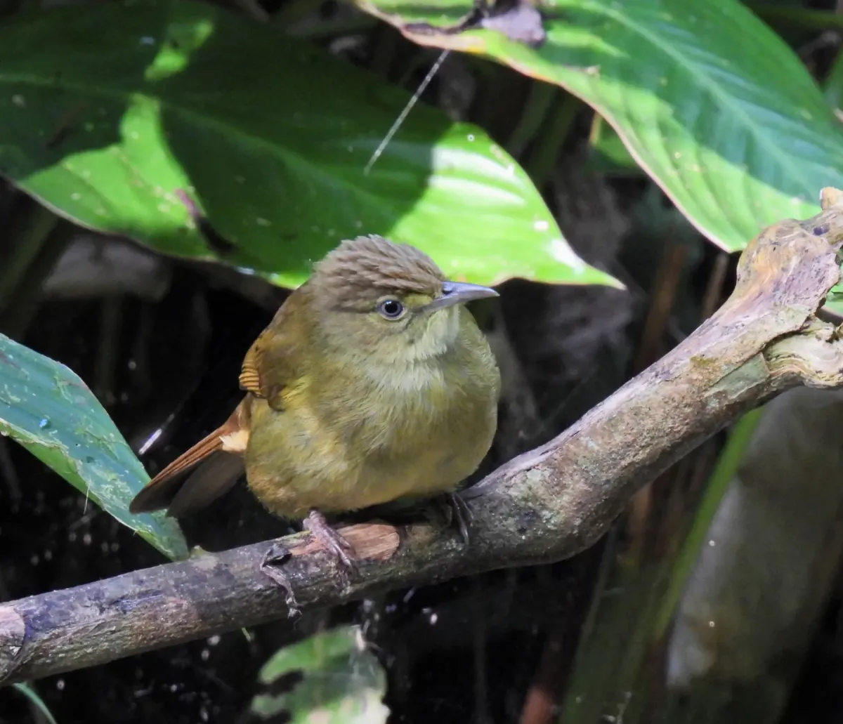 File:Iole cacharensis - Rejoice Gassah - 533812699.jpeg