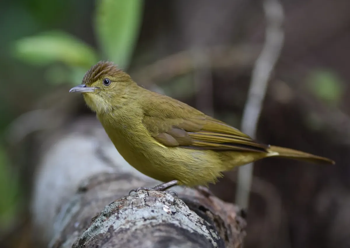 File:Iole cacharensis - Rejoice Gassah - 541192642.jpeg