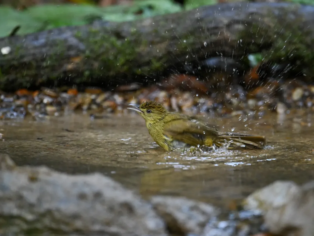 File:Iole cacharensis - Rejoice Gassah - 537463433.jpeg