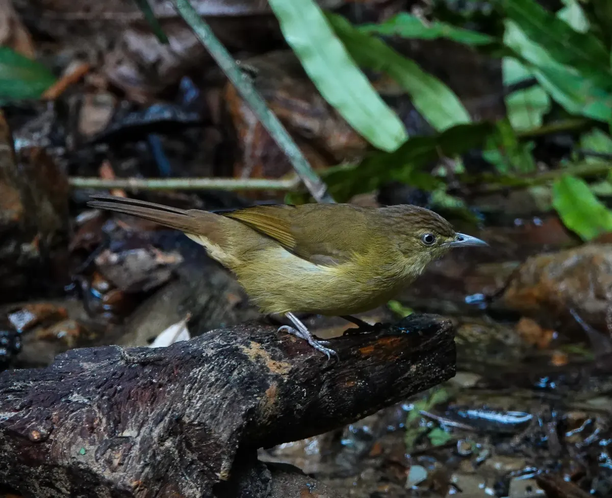 File:Iole cacharensis - Rejoice Gassah - 251411934.jpeg