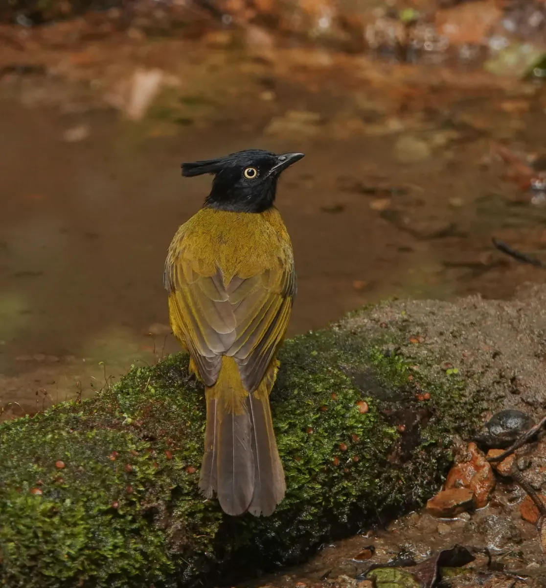 File:Rubigula flaviventris - Rejoice Gassah - 399322037.jpeg