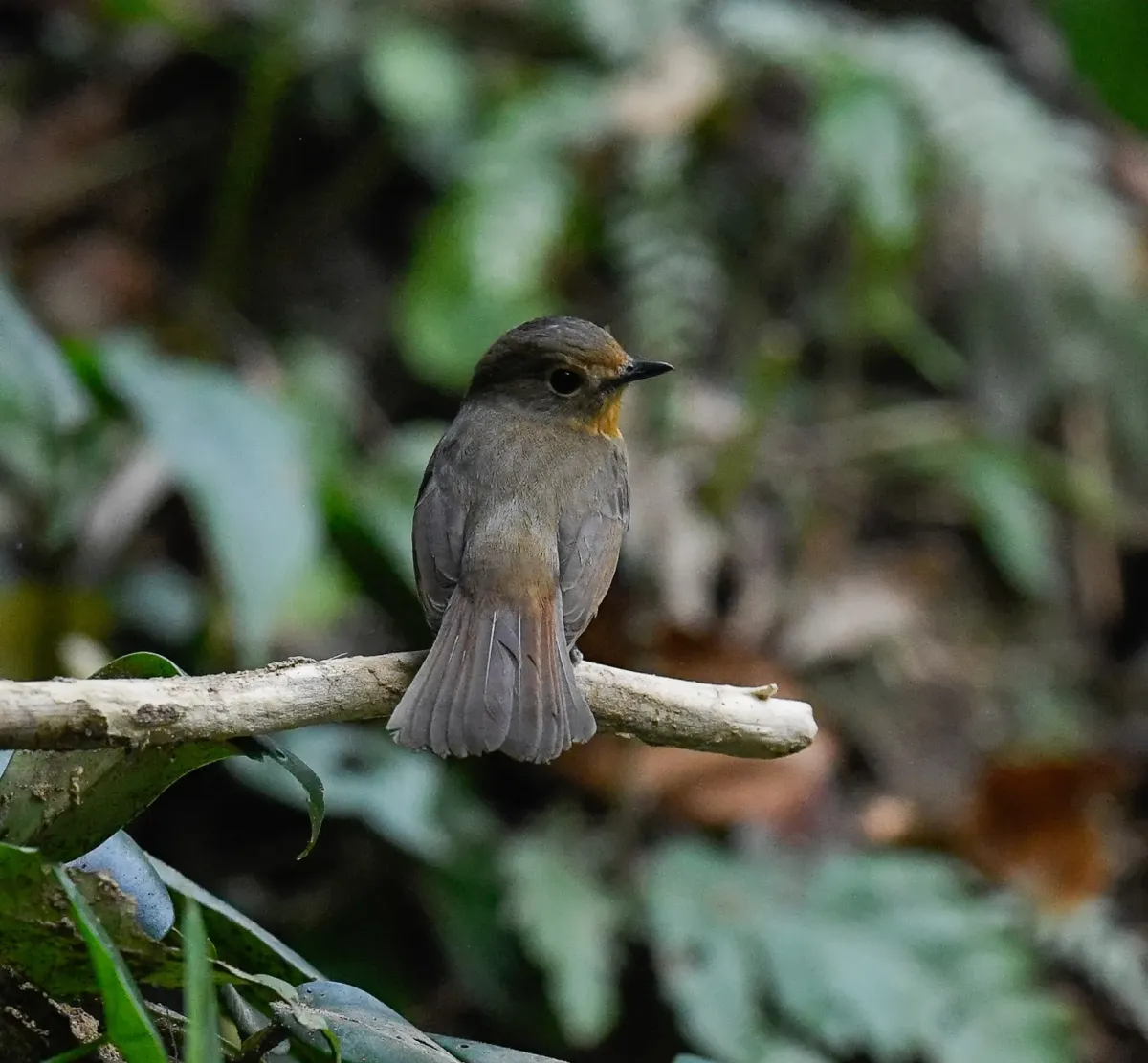 File:Cyornis poliogenys - Rejoice Gassah - 544347005.jpeg