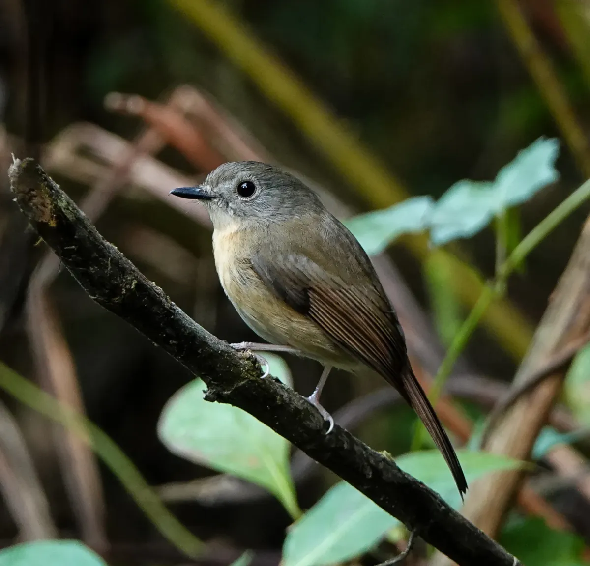 File:Cyornis poliogenys - Rejoice Gassah - 177903883.jpeg
