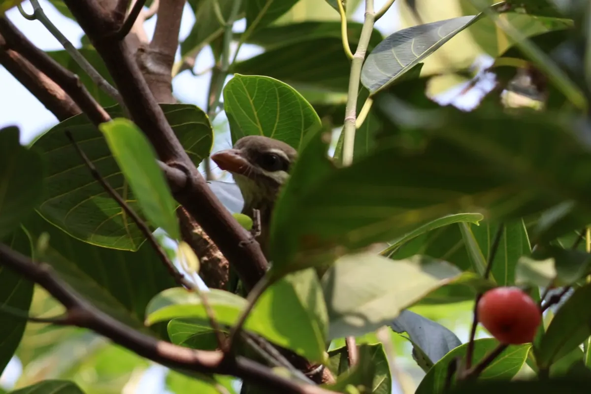 File:White-cheeked barbet (Psilopogon viridis) IMG 9098.jpg