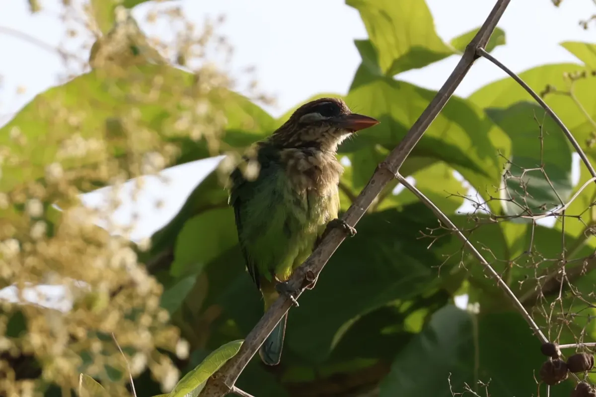 File:White-cheeked barbet (Psilopogon viridis) IMG 9746.jpg