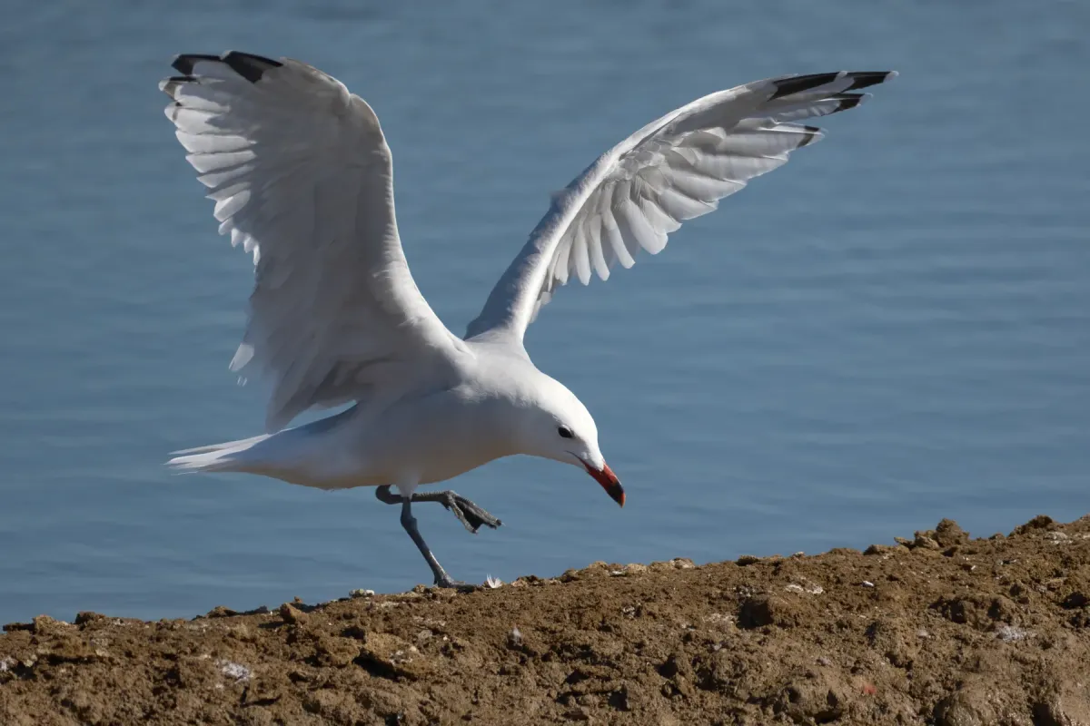 File:Audouin's gull (Ichthyaetus audouinii).jpg