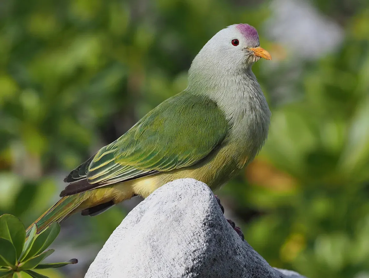 File:Ptilinopus coralensis 395654940 (cropped).jpg