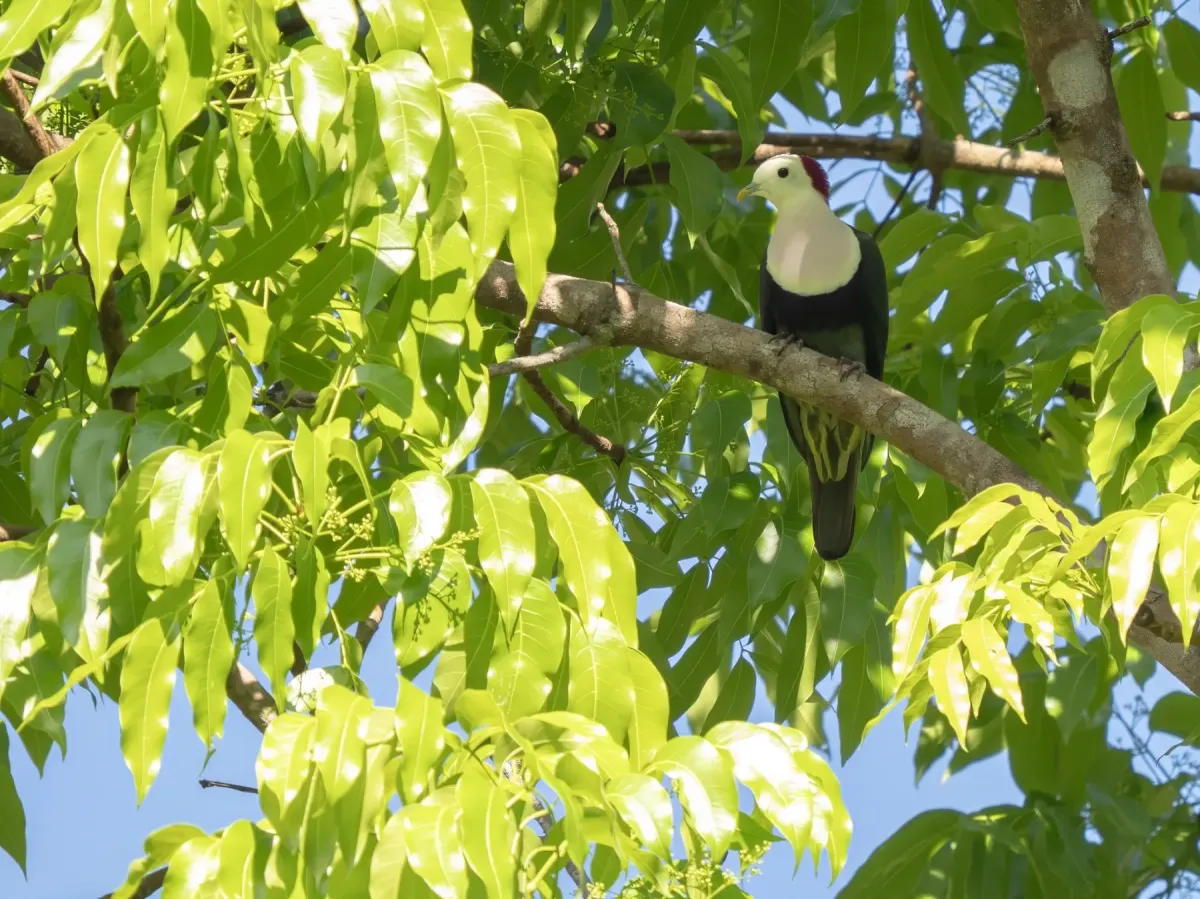 File:Ptilinopus dohertyi 572691107.jpg