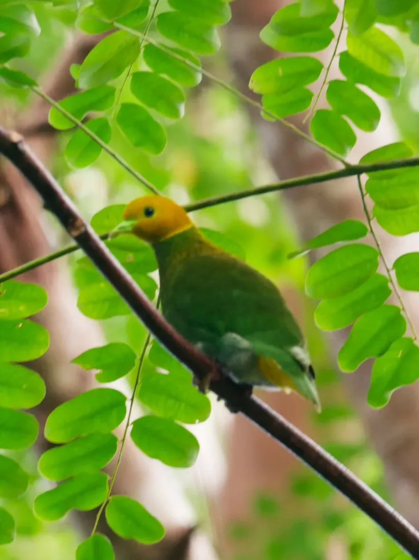 File:Ptilinopus layardi 451686806 (cropped).jpg