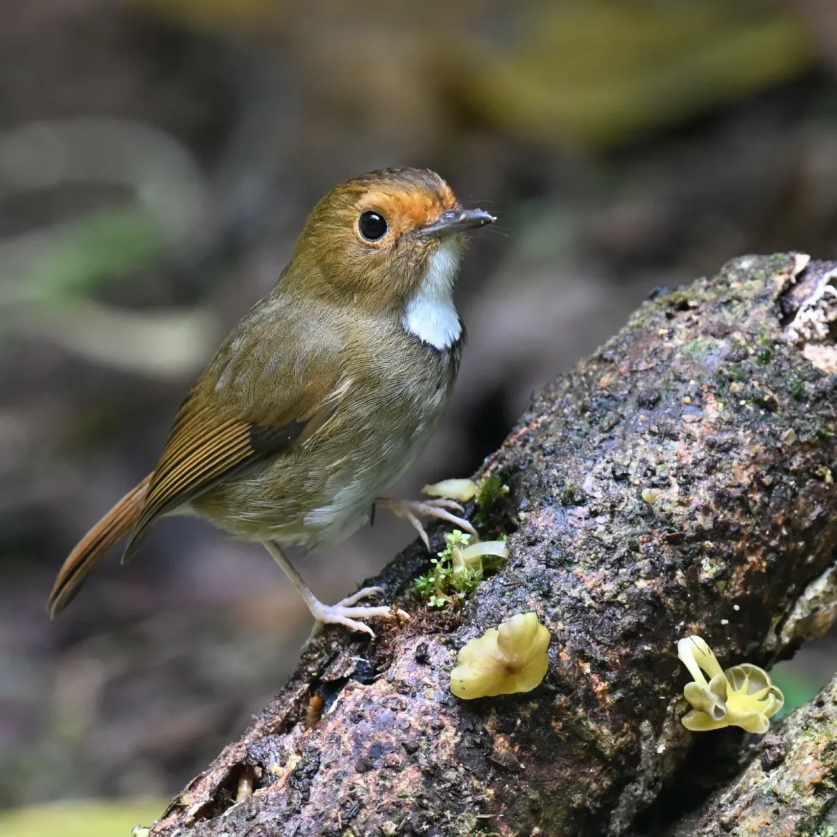 File:Anthipes solitaris - Chrissy McClarren and Andy Reago - 450039103.jpeg