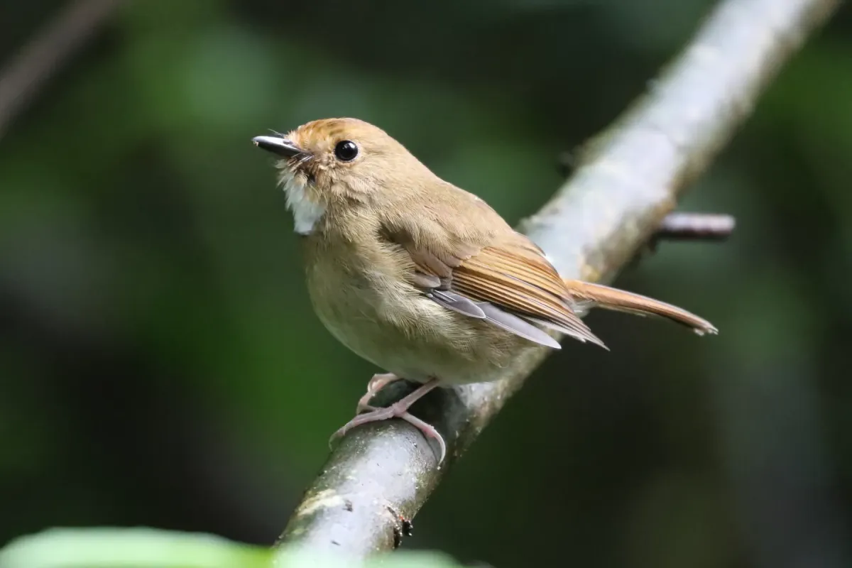 File:Anthipes solitaris - Seth Wollney - 339815778.jpeg