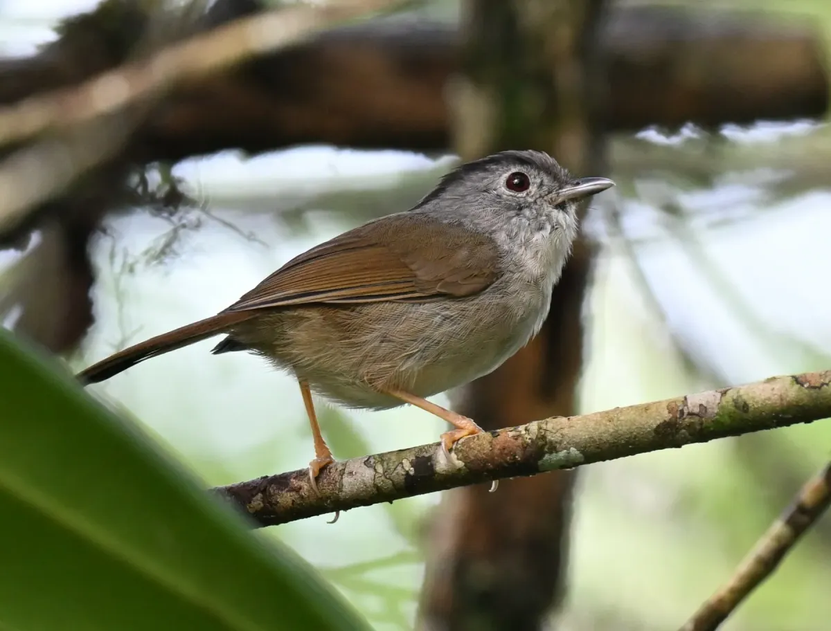 File:Alcippe peracensis - Chrissy McClarren and Andy Reago - 449148001.jpeg