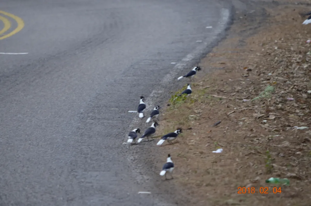 File:Cyanocorax dickeyi 271212171.jpg