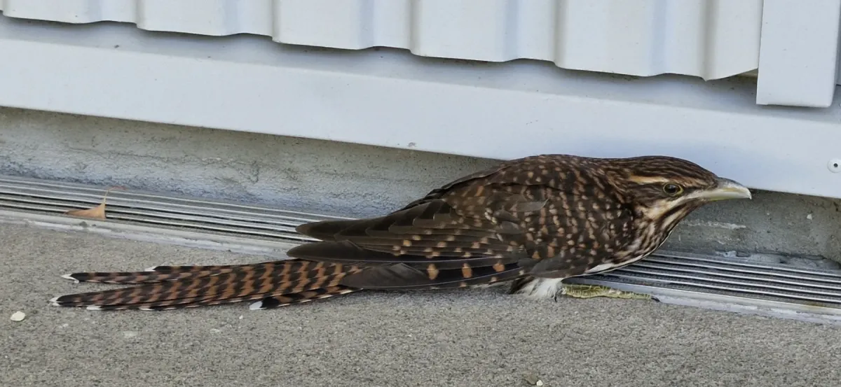 File:Urodynamis taitensis from iNaturalist photo 439923510.jpg