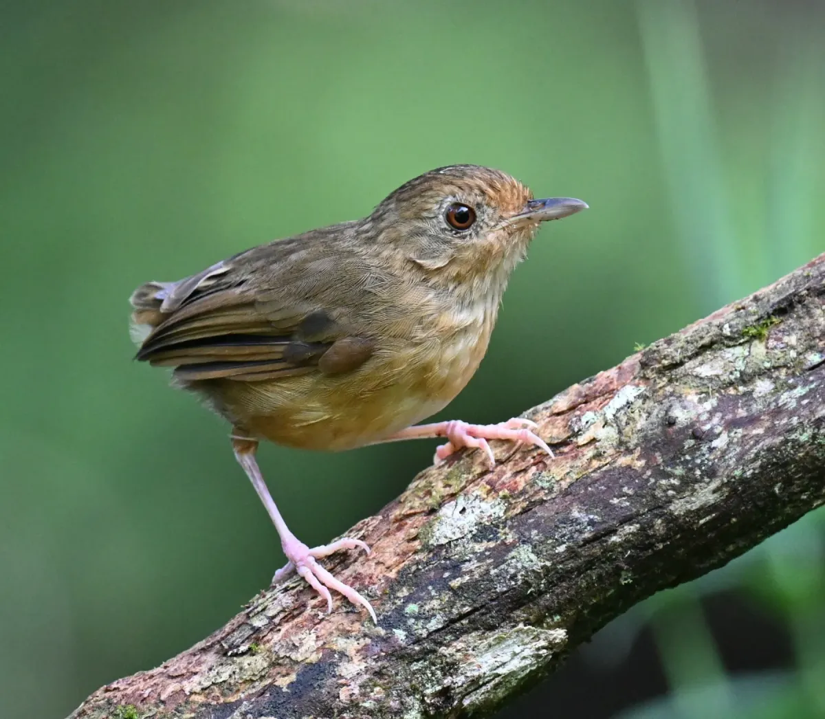 File:Pellorneum tickelli - Chrissy McClarren and Andy Reago - 449583916.jpeg