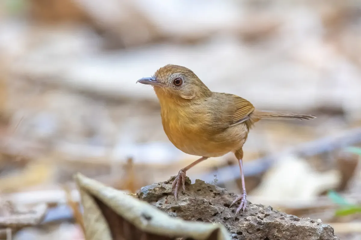 File:Pellorneum tickelli - egorbirder - 353530417.jpeg